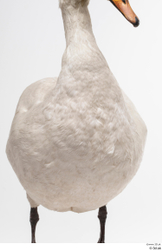  Mute swan (Cygnus Olor)